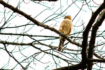 The branches brown and white owl during the day
